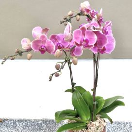 Potted Phalaenopsis Orchids (3 in 1 pot)